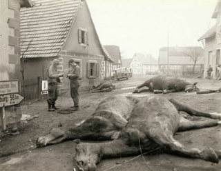 Illustration for article titled These Previously Unseen Photos Bear Witness to the Carnage of World War II